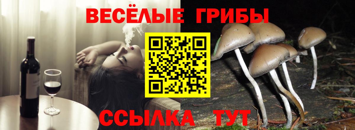 Галлюциногенные грибы Psilocybe Родники